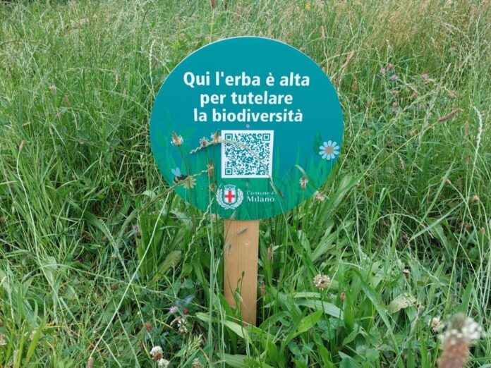 erba alta