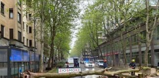 Alberi caduti, Lega: non è green, è incuria