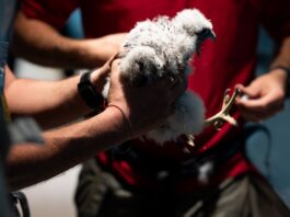 3 falchi pellegrini nati a Palazzo Pirelli