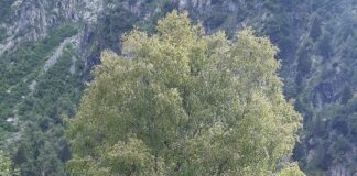 Regione riconosce 48 nuovi alberi monumentali