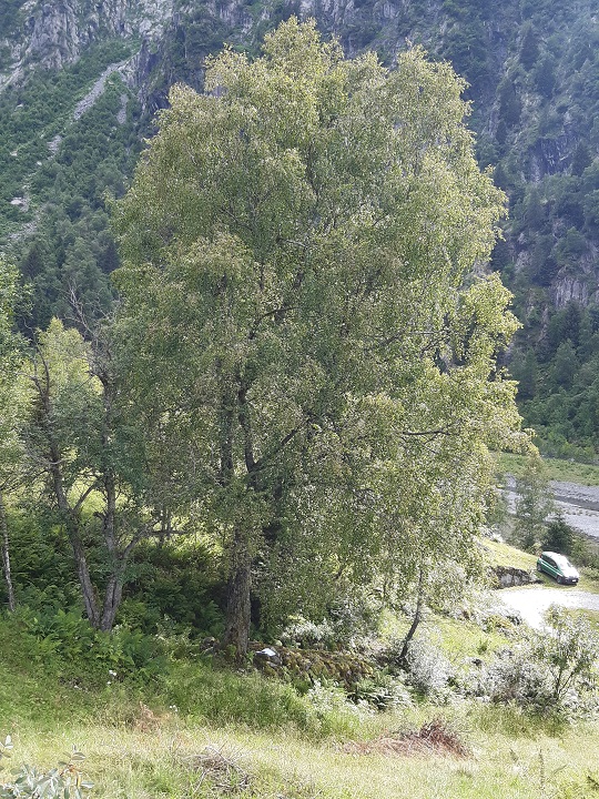 Betulla-Ponte-in-Valtellina