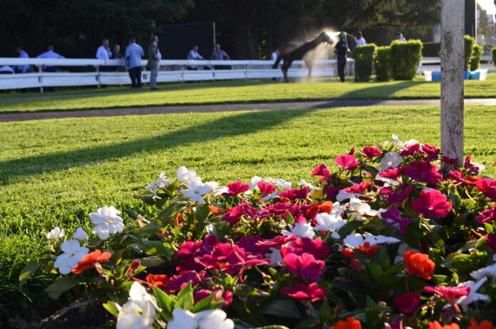 Klaynn Trionfa alle Oaks d’Italia Tattersalls all’Ippodromo di Milano