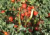 Al via la raccolta di pomodoro: numeri in crescita fra tutte le tipologie