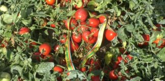 Al via la raccolta di pomodoro: numeri in crescita fra tutte le tipologie