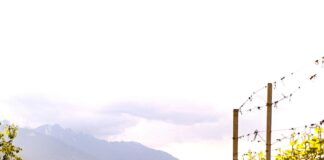 ViVa 2025, prima edizione: la Valtellina da bere, da vivere, da amare
