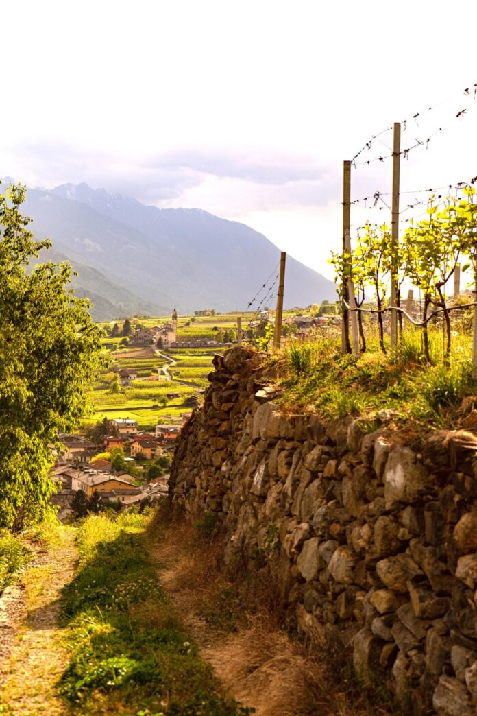 ViVa-Valtellina-11