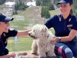 #senontiportononparto: l’impegno della Polizia contro l’abbandono