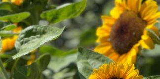 Il campo di girasoli a Vimodrone aperto al pubblico