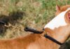 Cani, Garante Animali del Comune contro proposta legge regionale