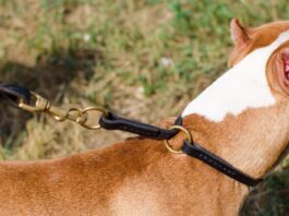 Cani, Garante Animali del Comune contro proposta legge regionale