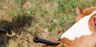 Cani, Garante Animali del Comune contro proposta legge regionale