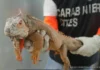 Iguana in casa, confisca e multa