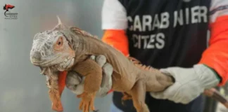 Iguana in casa, confisca e multa