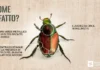 Verde, attenzione al coleottero giapponese