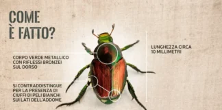 Verde, attenzione al coleottero giapponese