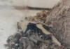 Trovata tarantola in strada