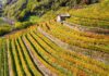 Agricoltura sostenibile, 7 milioni dalla Regione