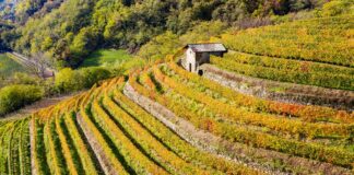 Agricoltura sostenibile, 7 milioni dalla Regione