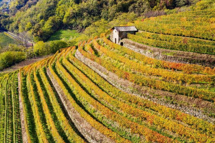 terrazzamenti-valtellinesi