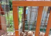 Salvati 10 cuccioli di pitbull a Lecco