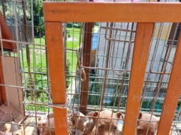 Salvati 10 cuccioli di pitbull a Lecco