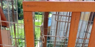 Salvati 10 cuccioli di pitbull a Lecco