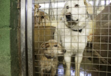Animali, dal Comune fondi a chi si occupa di randagi
