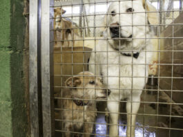 Animali, dal Comune fondi a chi si occupa di randagi