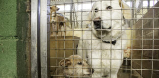 Animali, dal Comune fondi a chi si occupa di randagi