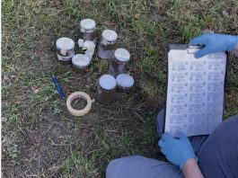 Quarto Oggiaro, fitobonifica al Parco Simoni