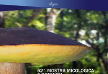 52° Mostra micologica e botanica al Museo di Storia Naturali