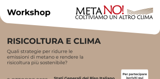 Agricoltura e crisi climatica, workshop con i protagonisti della coltura del riso