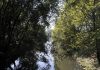 Parco Lambro, piantati 800 alberi