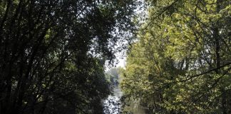 Parco Lambro, piantati 800 alberi