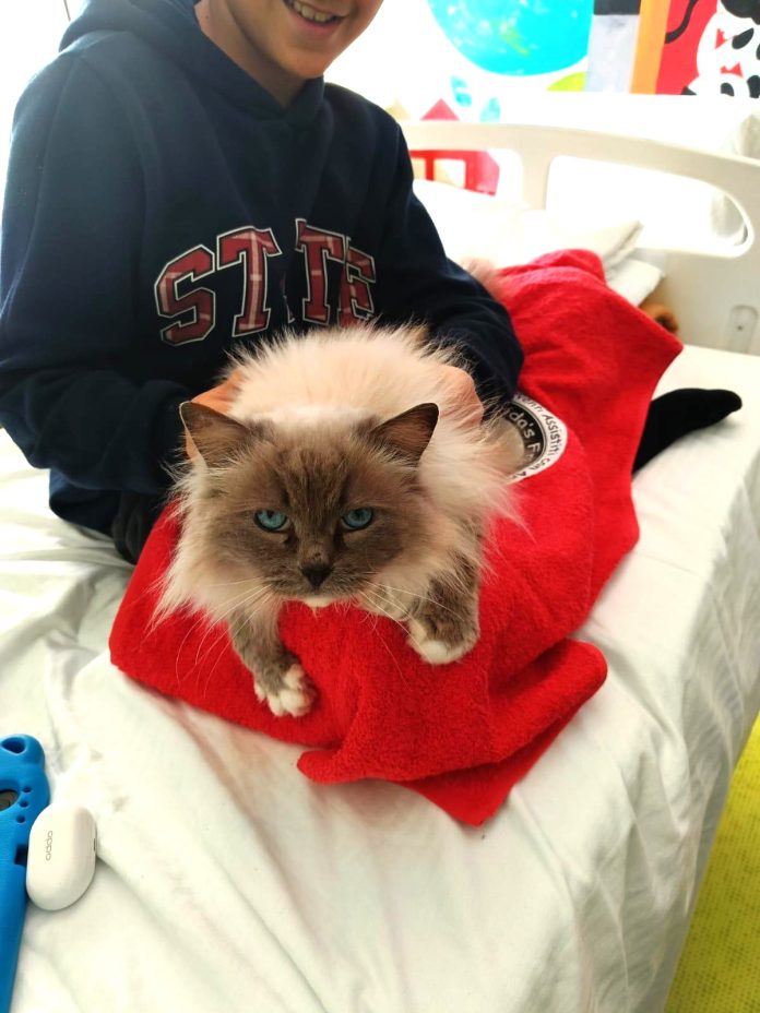 Cat Therapy_6