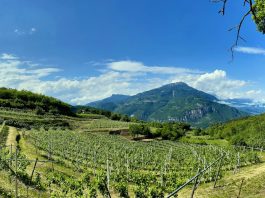 Da Albino Armani tre proposte in magnum