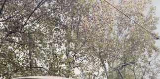 Tram d’Autore – Il lusso viaggia su rotaie con Guidobaldi Luxury Properties