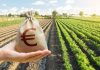 Agricoltura, Regione anticipa 175 milioni di PAC