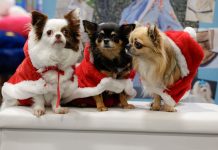 Natale pet-friendly per i milanesi