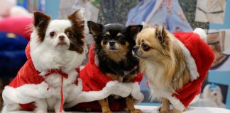 Natale pet-friendly per i milanesi