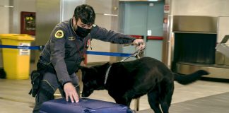 GdF sequestra card da collezione di contrabbando a Linate
