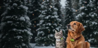 Dati dal mondo pet: cosa rivela un tracker GPS sull’attività dei gatti