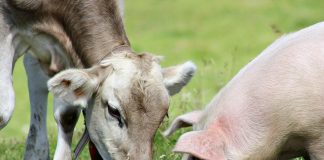 Agricoltura sostenibile e benessere animale, 70 milioni da Regione