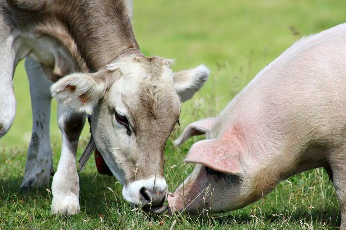 The,Young,Cow,And,The,Pig