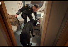 Droga e armi, 6 arresti GdF a Varese