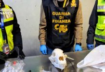 GdF sequestra cranio di orso a Malpensa