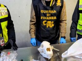 GdF sequestra cranio di orso a Malpensa