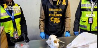 GdF sequestra cranio di orso a Malpensa