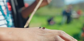 Biodiversità urbana, 1000 coccinelle nel bosco di Nova Milanese