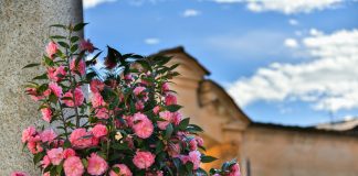 Le Giornate delle Camelie sabato 11 e domenica 12